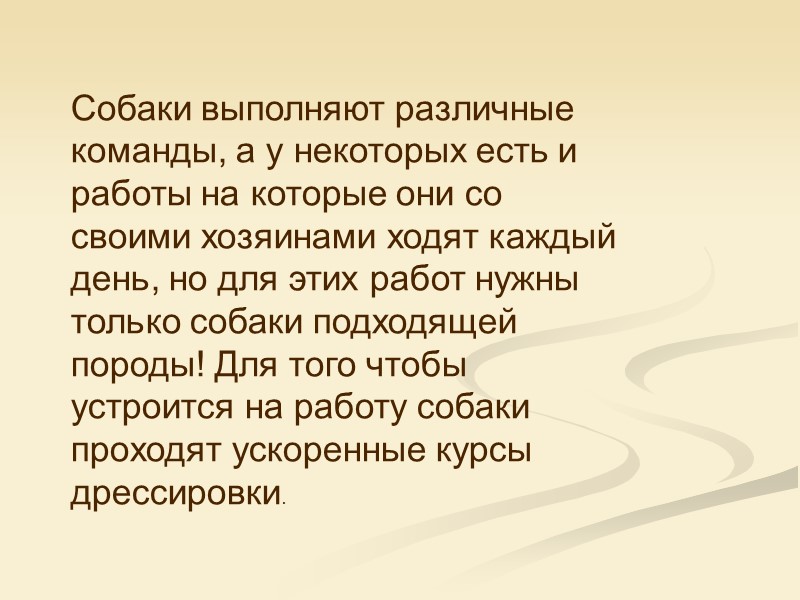 Собаки выполняют различные команды, а у некоторых есть и работы на которые они со